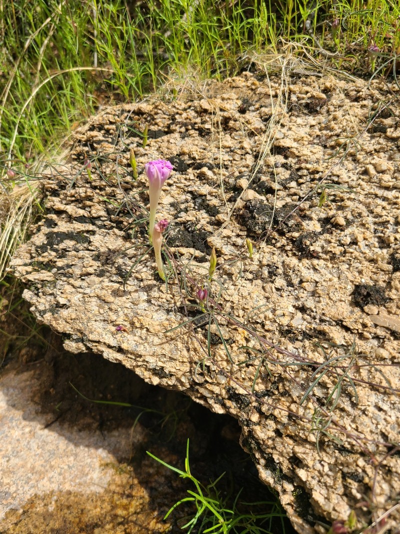Ipomoea tenuiloba var. lemmonii photo 2