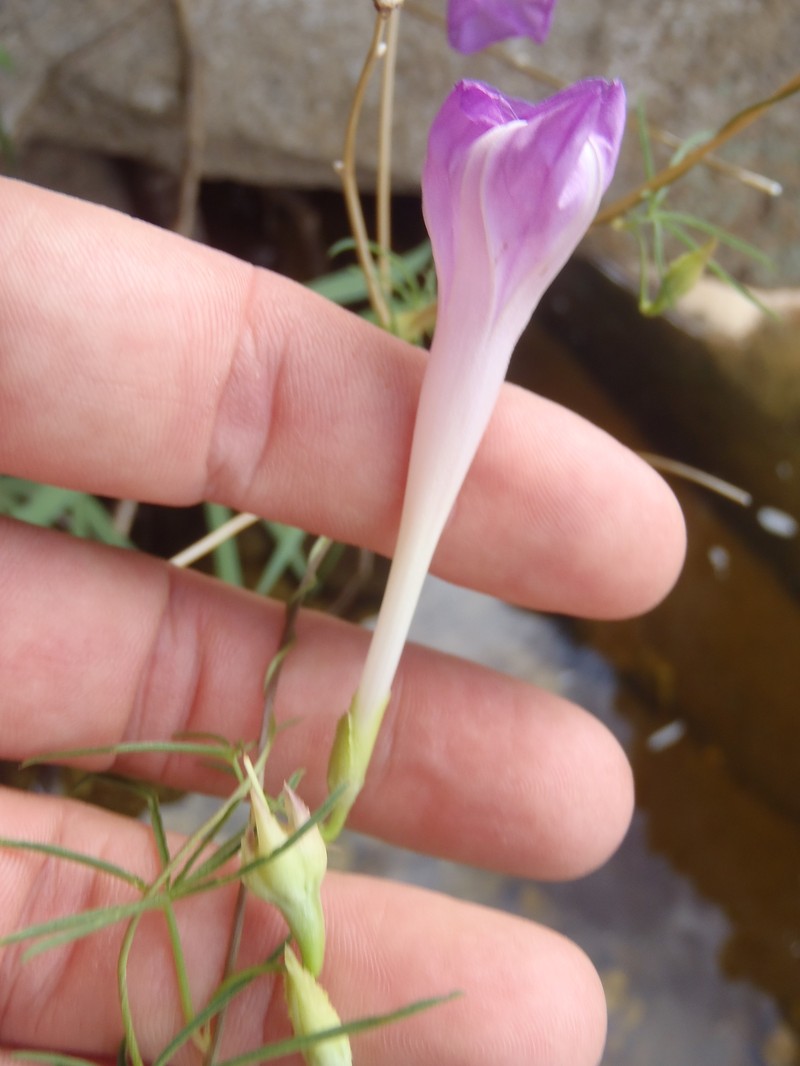 Ipomoea tenuiloba var. lemmonii photo 3