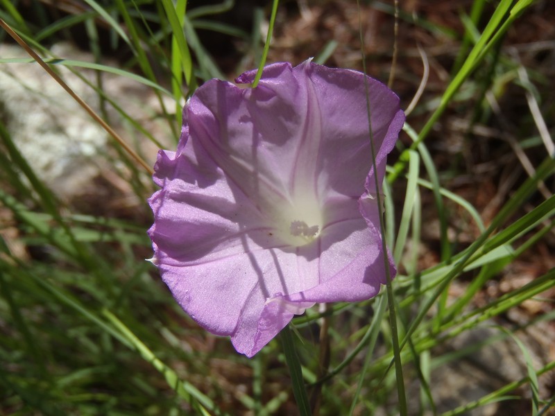 Ipomoea tenuiloba var. lemmonii photo 4