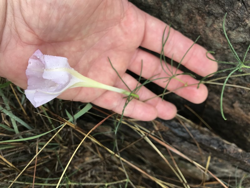 Ipomoea tenuiloba var. lemmonii photo 6
