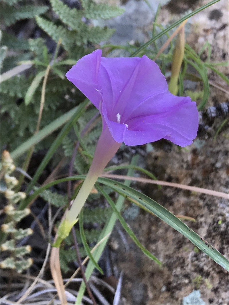 Ipomoea tenuiloba var. lemmonii photo 7