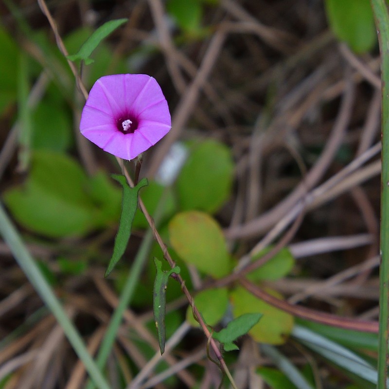 Rockland Morning-Glory