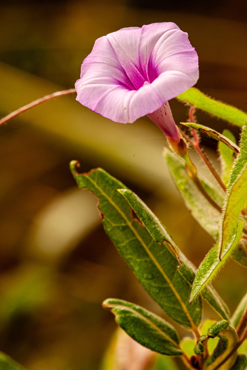 Rockland Morning-Glory photo 2