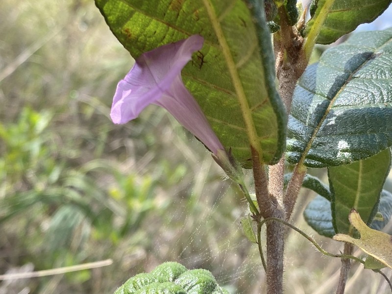 Rockland Morning-Glory photo 3