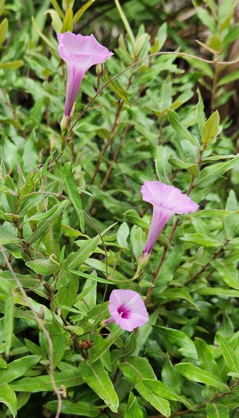 Rockland Morning-Glory photo 4