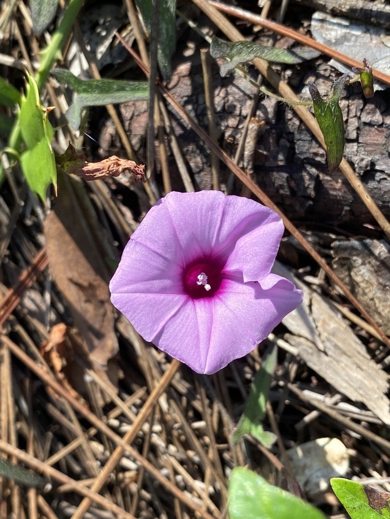 Rockland Morning-Glory photo 5