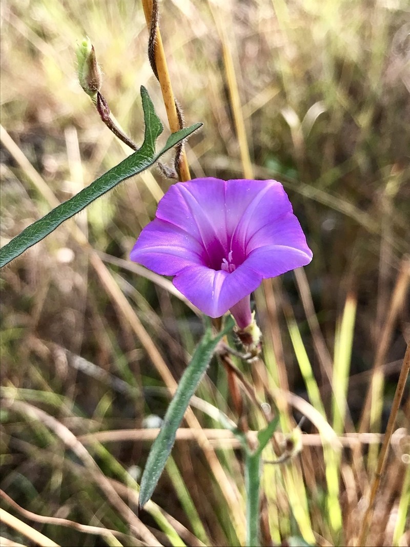 Rockland Morning-Glory photo 6