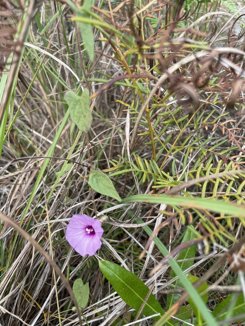 Rockland Morning-Glory photo 8