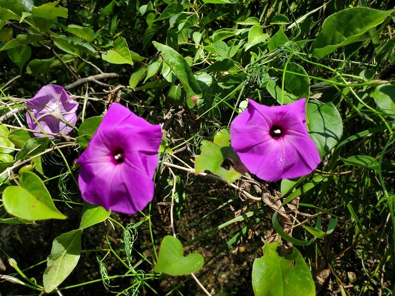 Tripleleaf Morning-Glory