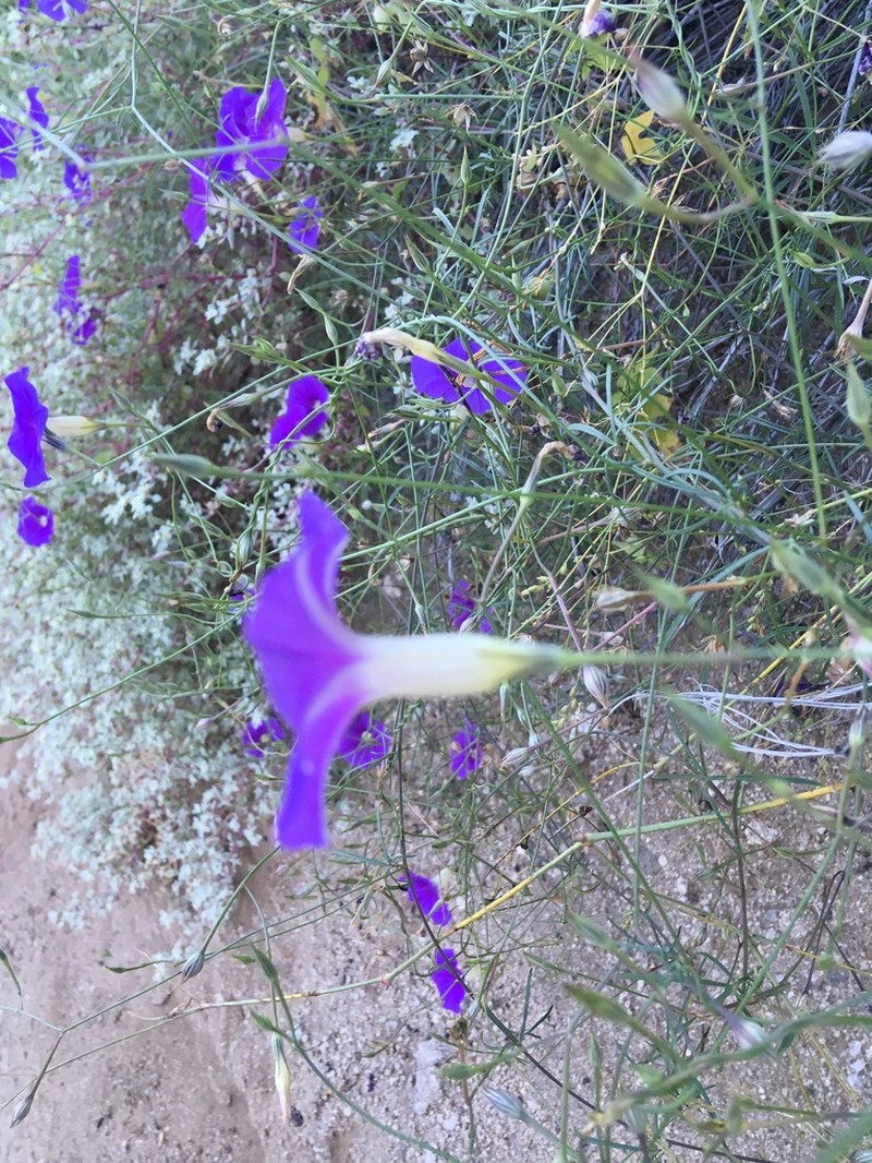 Tripleleaf Morning-Glory photo 2