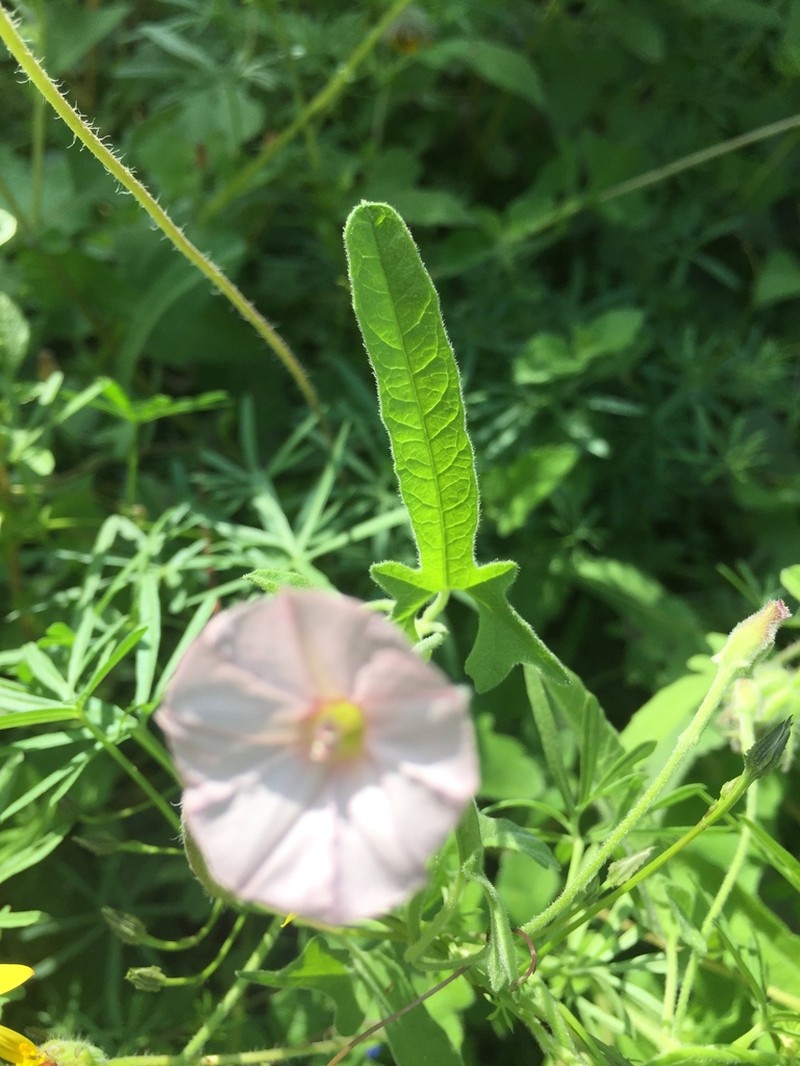 Tripleleaf Morning-Glory photo 3