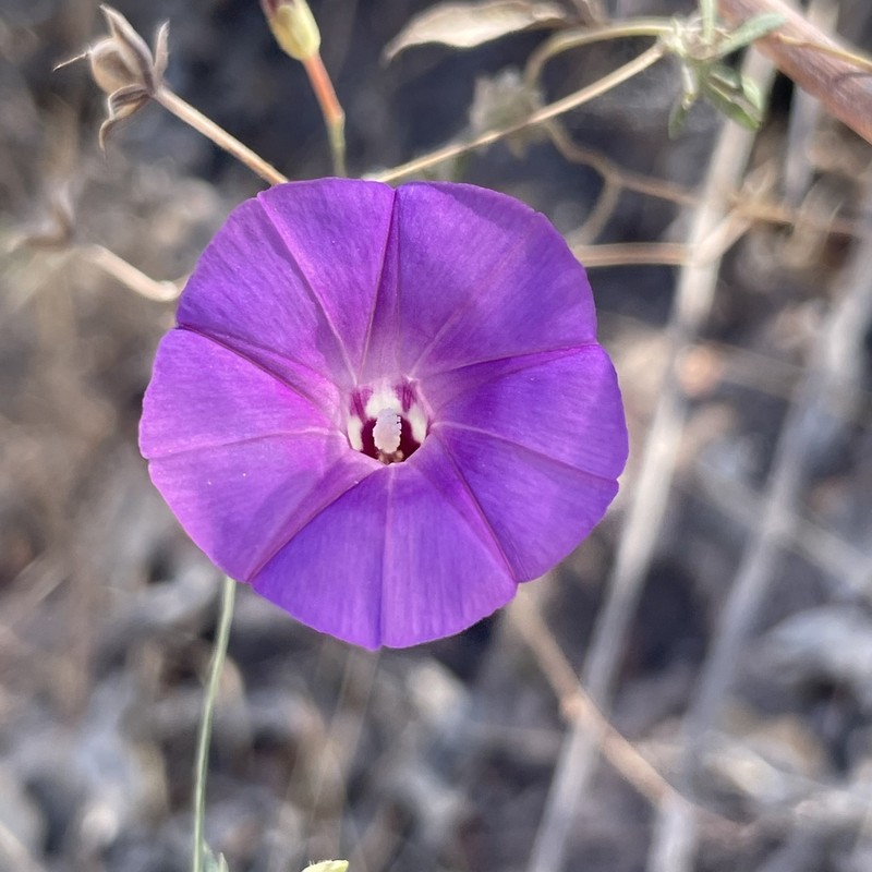 Tripleleaf Morning-Glory photo 4