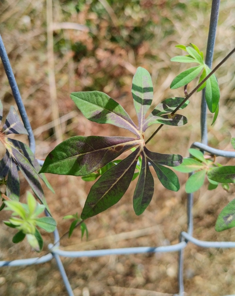 Tripleleaf Morning-Glory photo 5