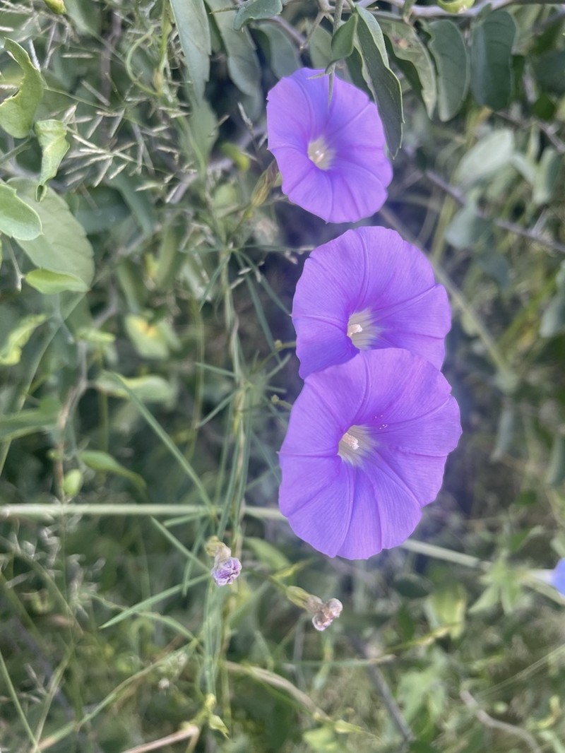 Tripleleaf Morning-Glory photo 6