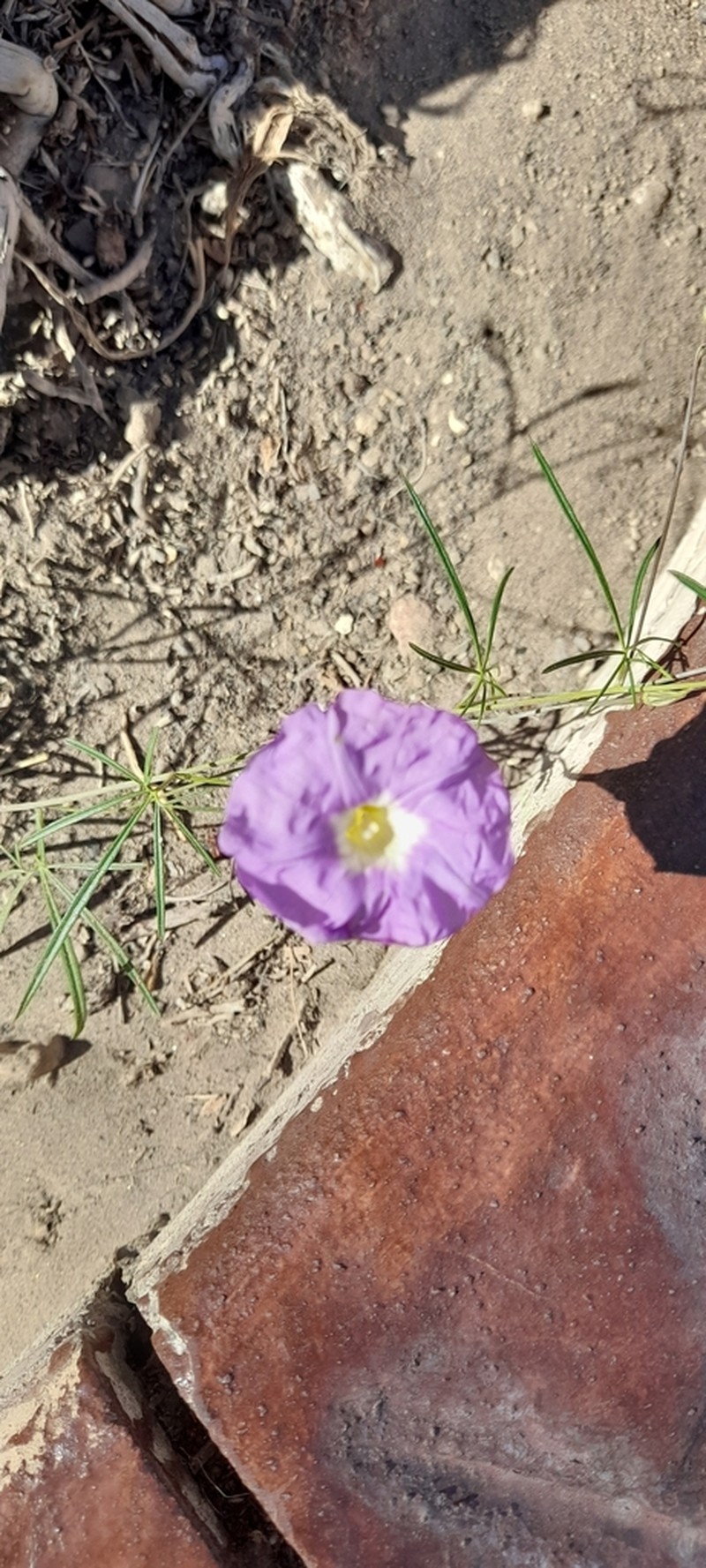 Tripleleaf Morning-Glory photo 7