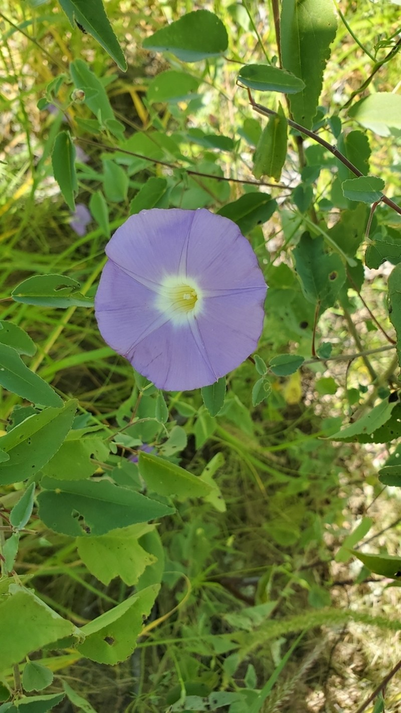 Tripleleaf Morning-Glory photo 8