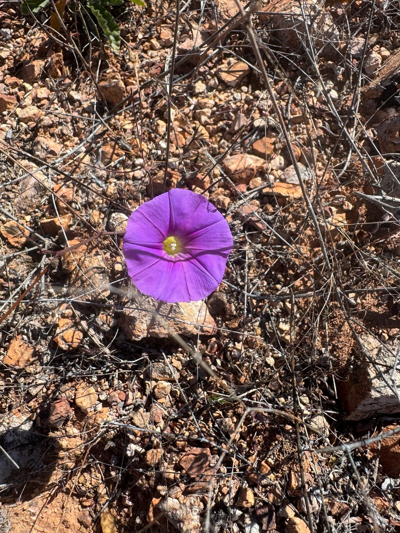 Ipomoea ternifolia subsp. leptotoma