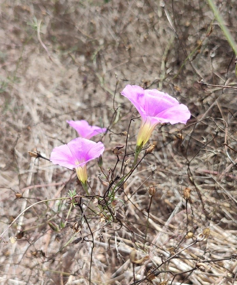 Ipomoea ternifolia subsp. leptotoma photo 2