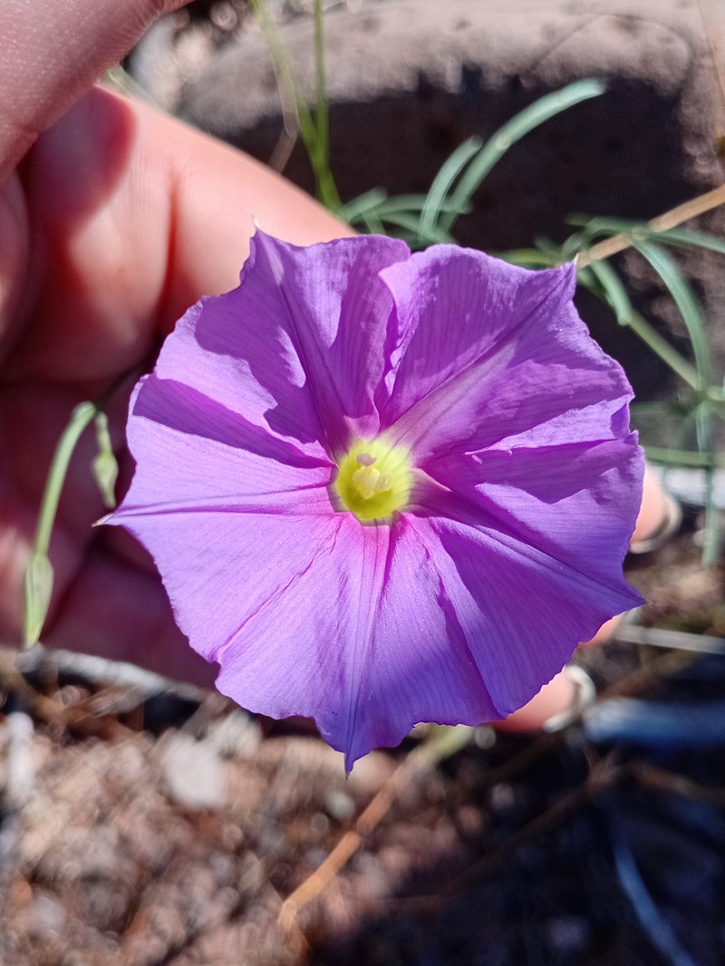 Ipomoea ternifolia subsp. leptotoma photo 3