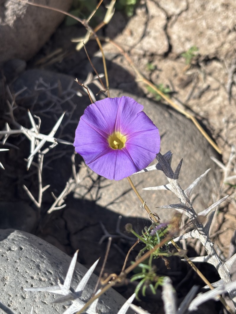 Ipomoea ternifolia subsp. leptotoma photo 4