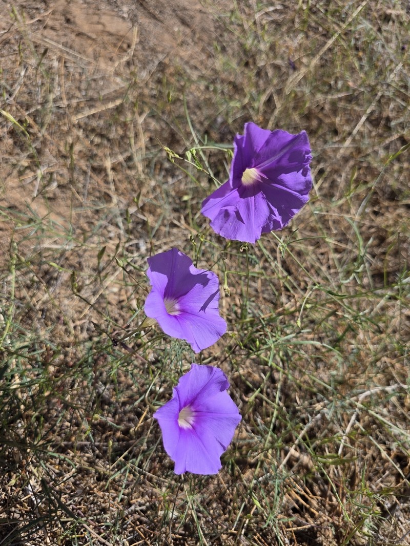 Ipomoea ternifolia subsp. leptotoma photo 5