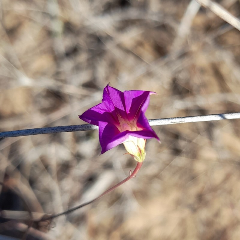 Ipomoea ternifolia subsp. leptotoma photo 6