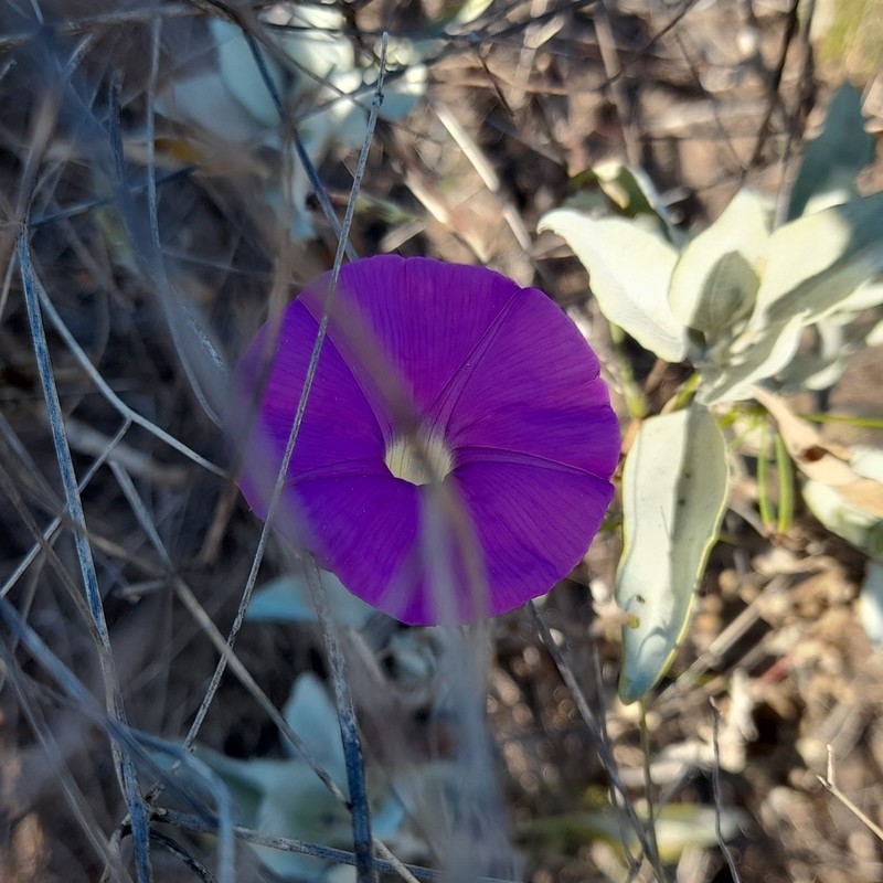 Ipomoea ternifolia subsp. leptotoma photo 7