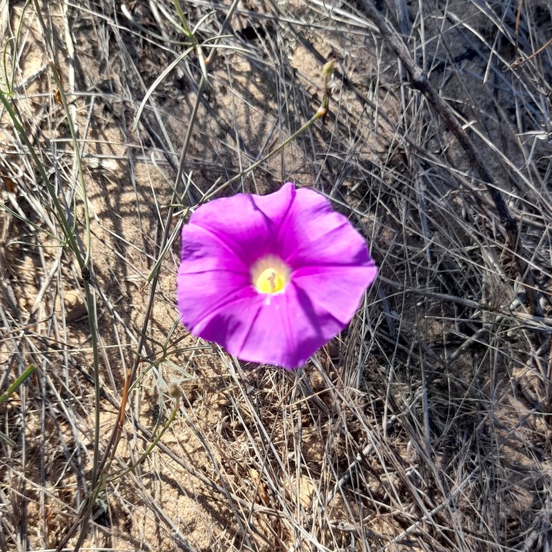 Ipomoea ternifolia subsp. leptotoma photo 8
