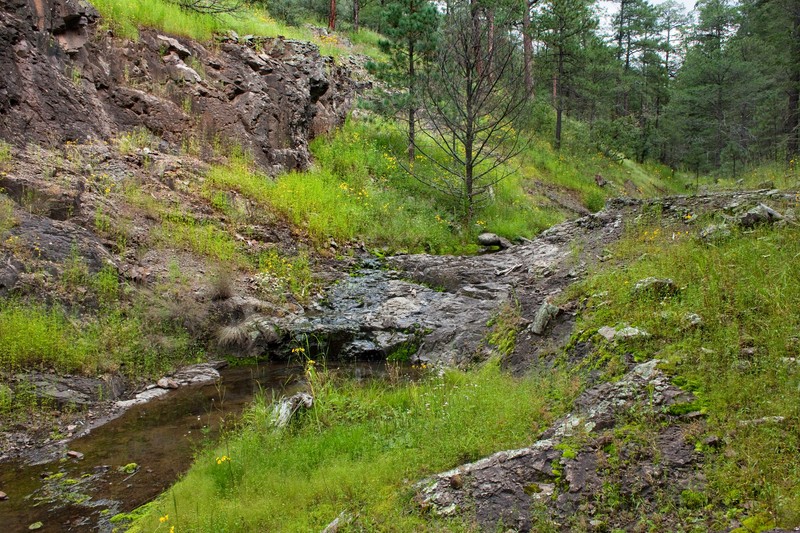 Thurber's Morning-Glory