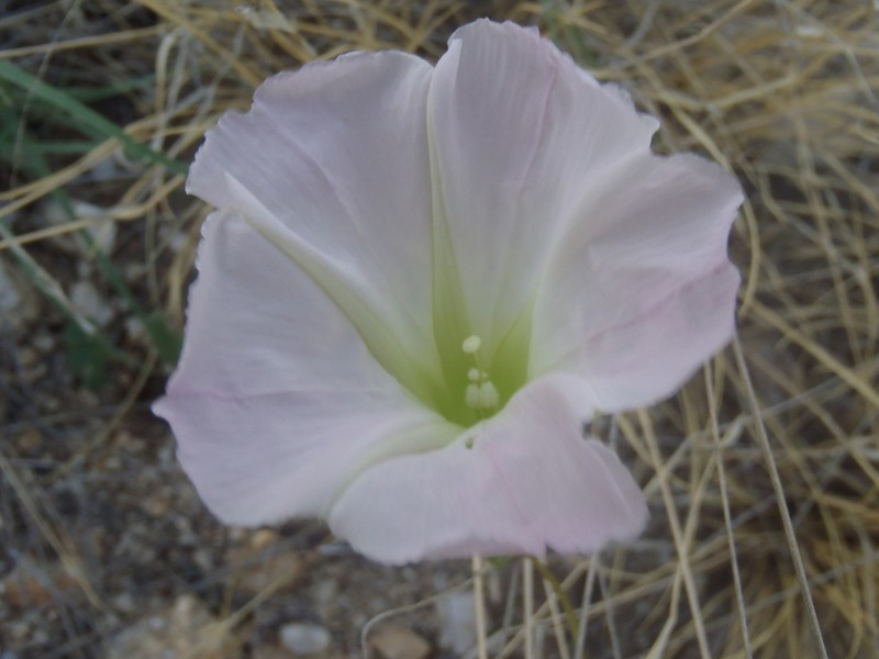 Thurber's Morning-Glory