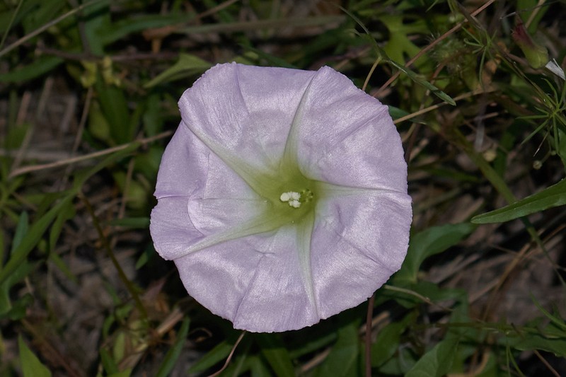 Thurber's Morning-Glory photo 3