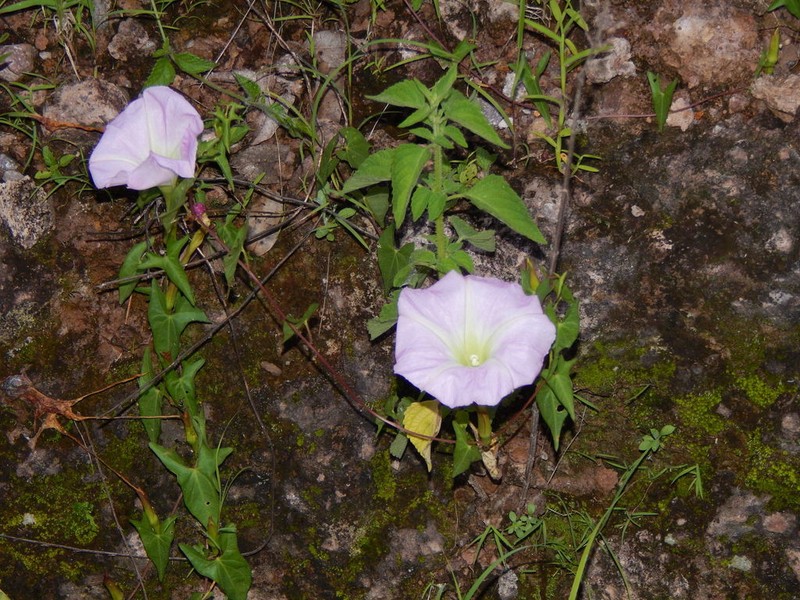 Thurber's Morning-Glory photo 4