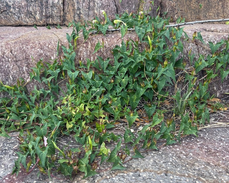 Thurber's Morning-Glory photo 5