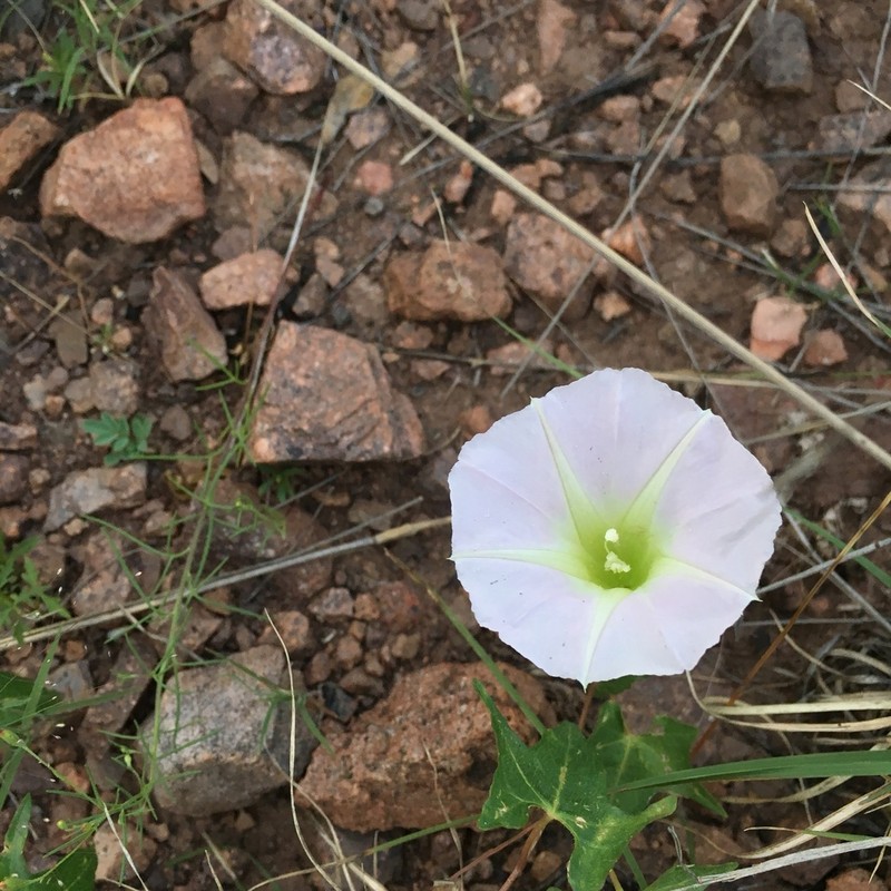 Thurber's Morning-Glory photo 6
