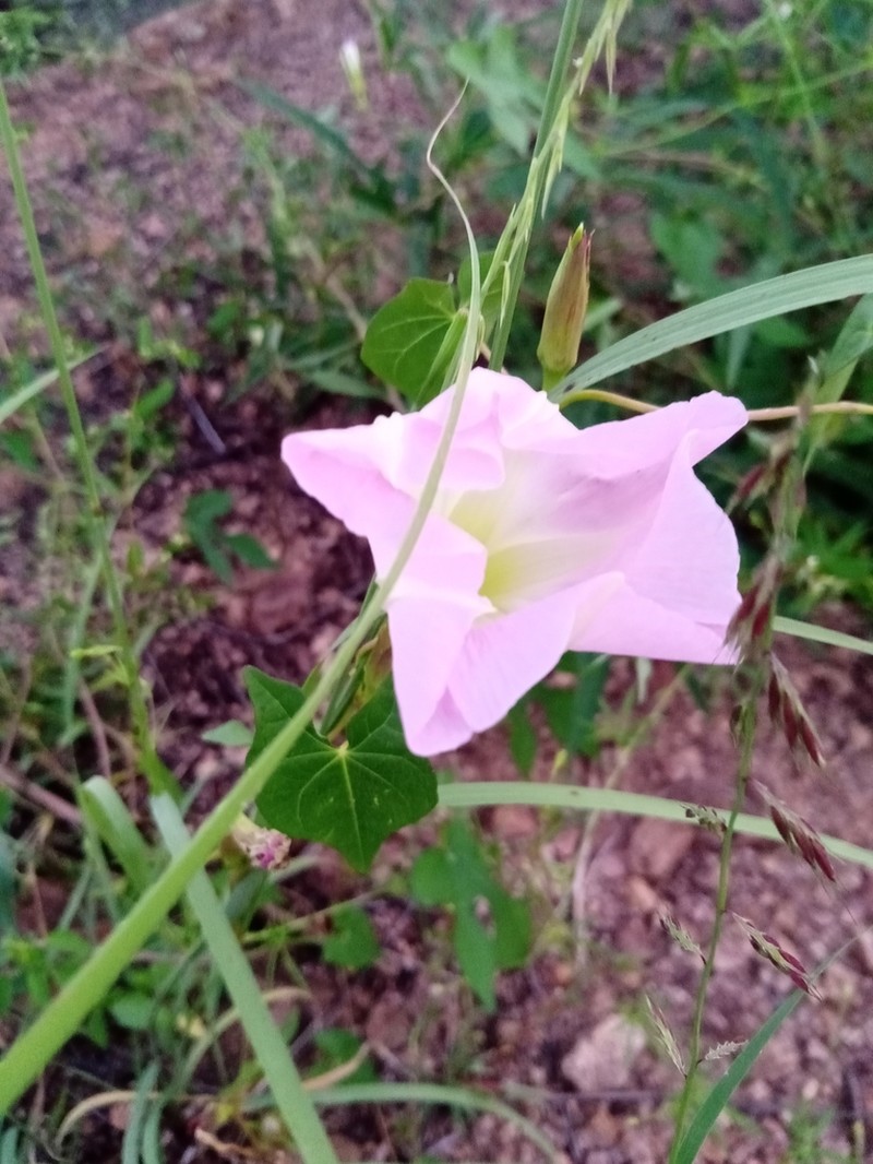 Thurber's Morning-Glory photo 8