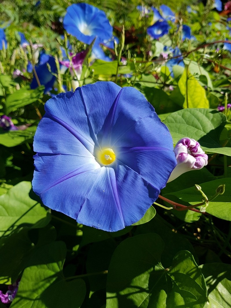 Grannyvine