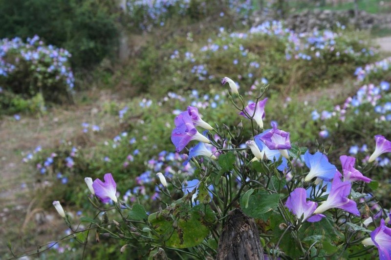 Grannyvine photo 2