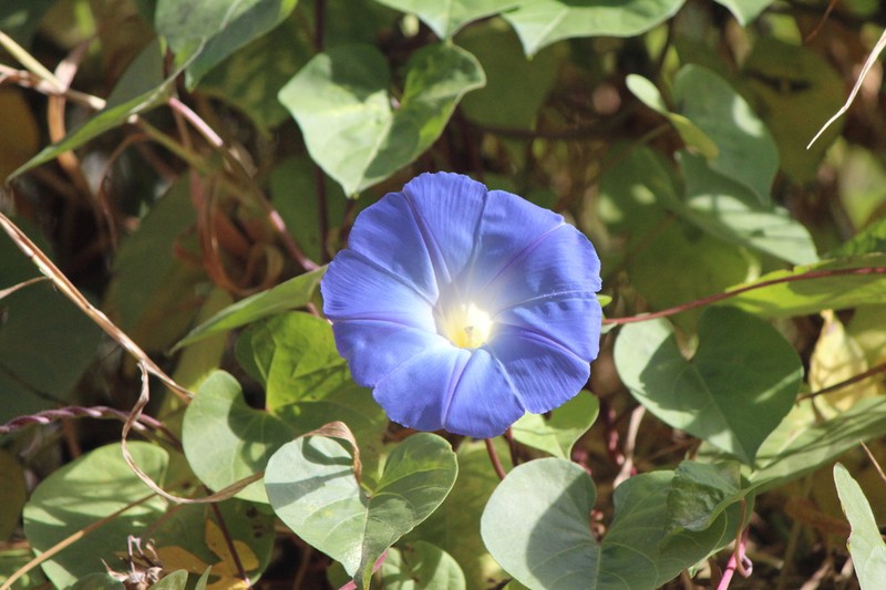Grannyvine photo 3