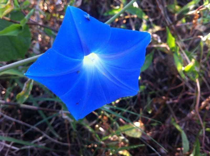 Grannyvine photo 4