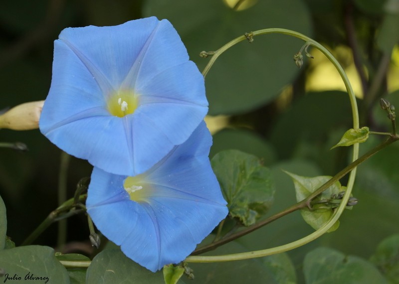 Grannyvine photo 5