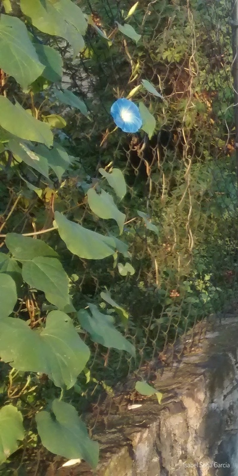Grannyvine photo 6