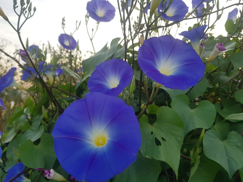 Grannyvine photo 7
