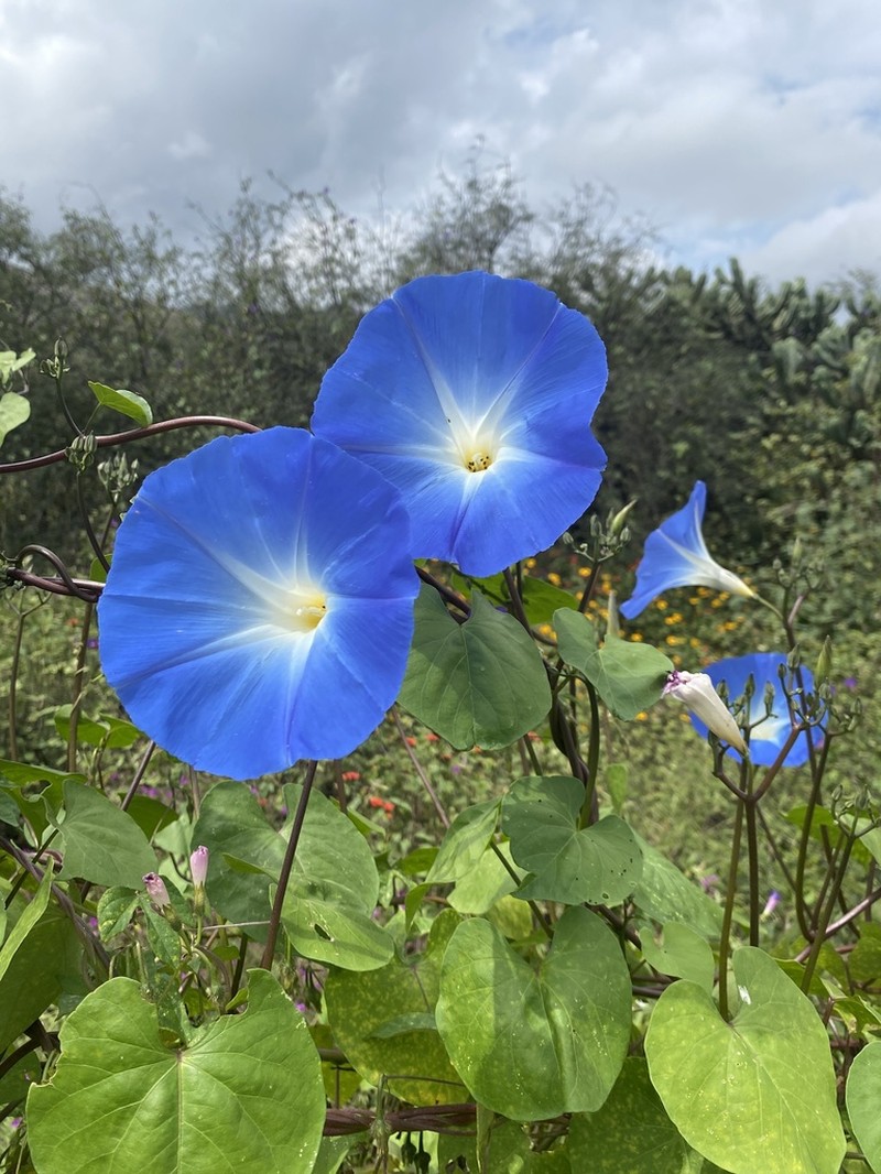 Grannyvine photo 8