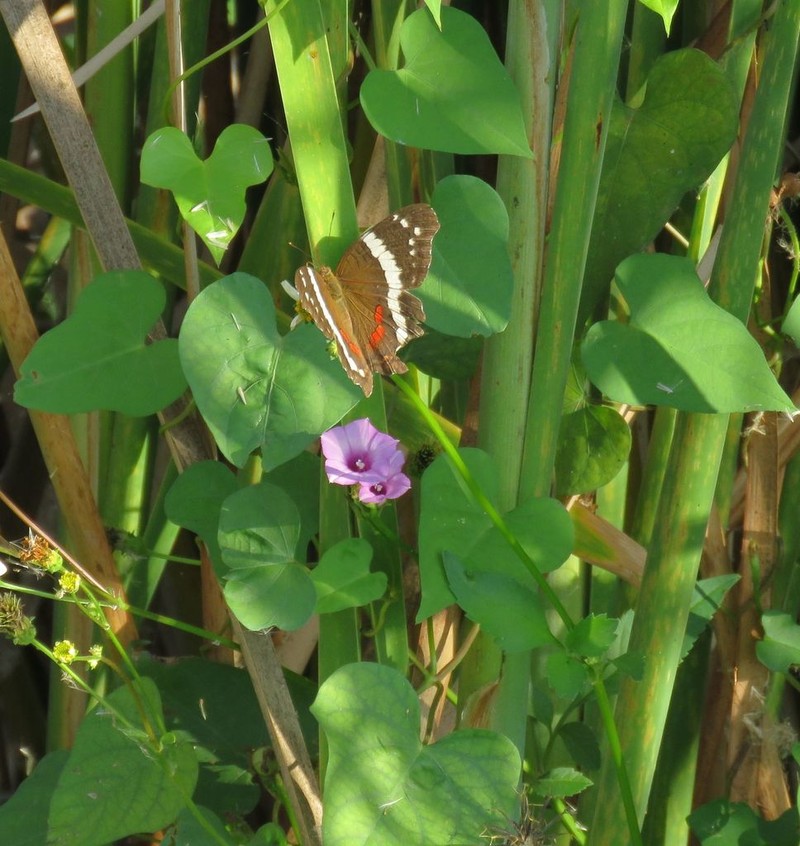 Krug's White Morning-Glory photo 4
