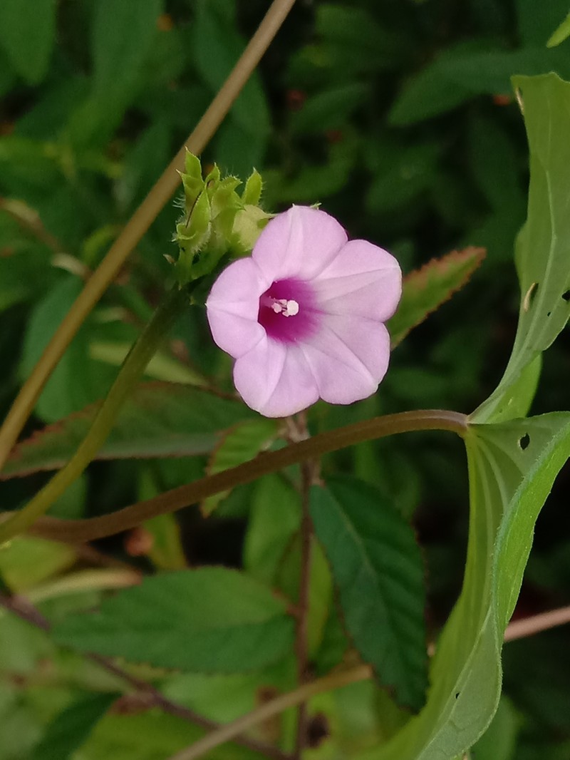 Krug's White Morning-Glory photo 8
