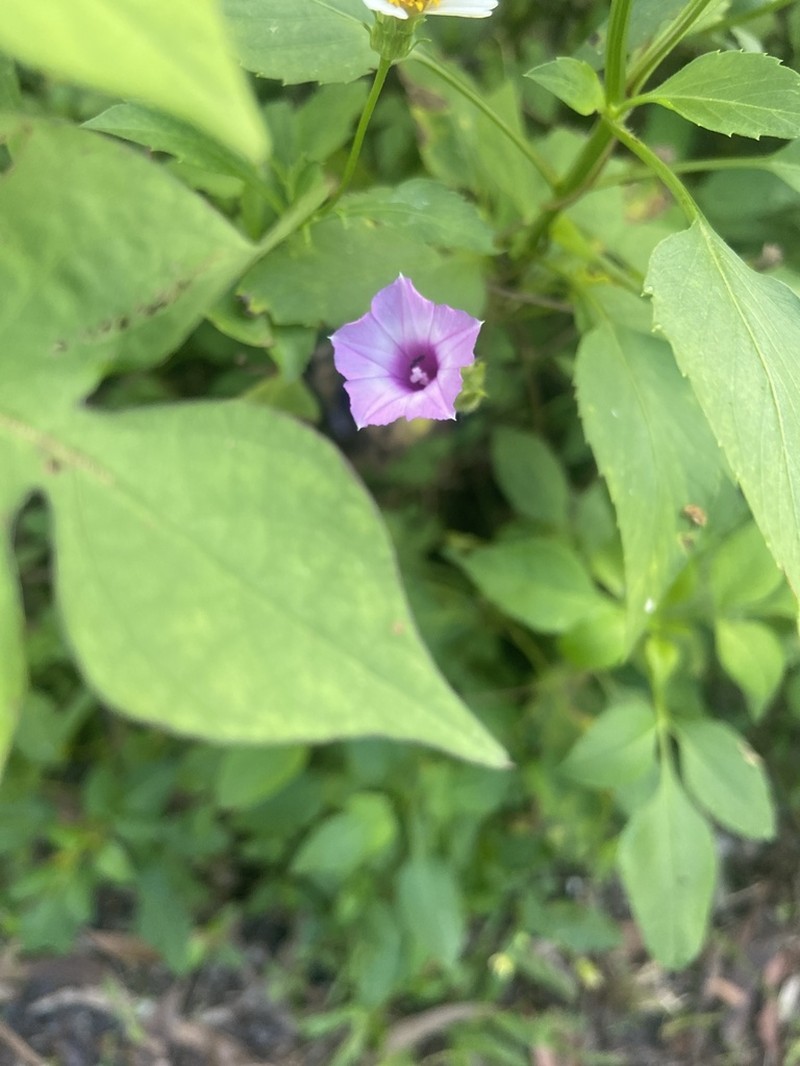 Littlebell photo 5