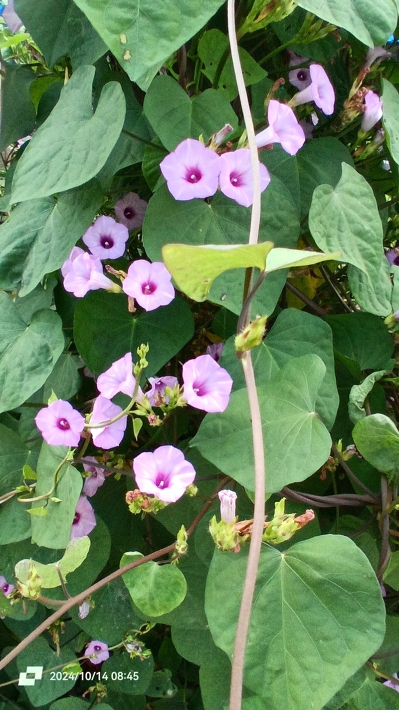 Littlebell photo 6