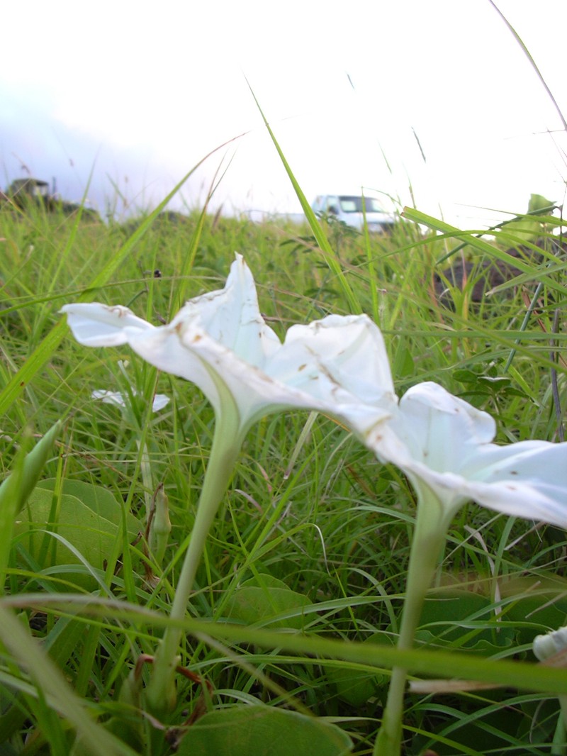 Hawai'I Morning-Glory photo 2
