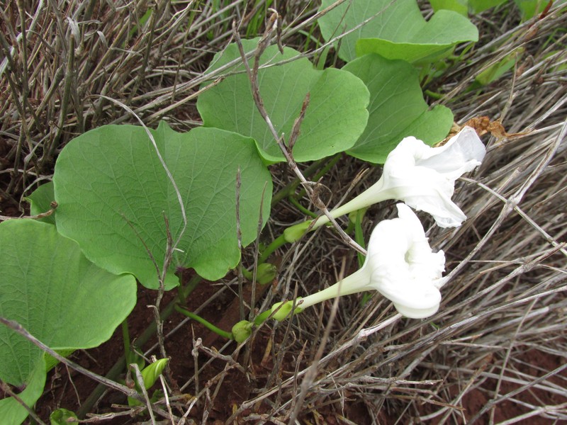 Hawai'I Morning-Glory photo 3