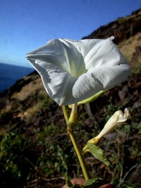 Hawai'I Morning-Glory